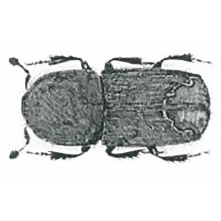 Ips typographus